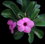 Adenium boehmianum | Rare Desert Rose | HUGE Specimen 1