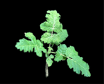 Boswellia sacra Seed Grown Socotra Frankincense Tree - Paradise Found Nursery