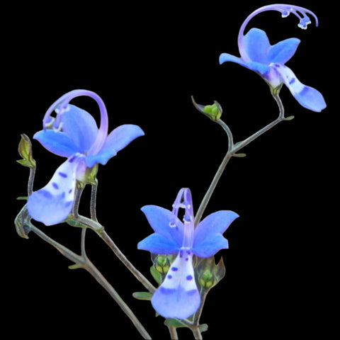 Bridge's and Orzell's Bluecurls | Trichostema bridgesii-orzellii | RARE New Endemic Florida Native Flower
