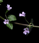 Brown’s Savory | Clinopodium brownei | Florida Native Wetland Ground Cover