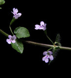Brown’s Savory | Clinopodium brownei | Florida Native Wetland Ground Cover