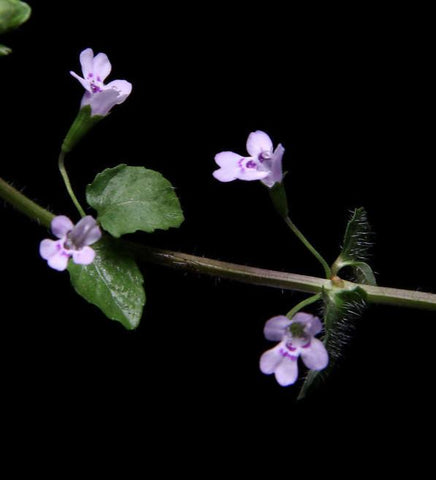 Brown’s Savory | Clinopodium brownei | Florida Native Wetland Ground Cover