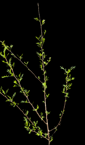 Bursera Waterman microphylla x fagaroides | Natural hybrid HUGE 27” Specimen - Paradise Found Nursery