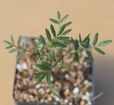 Bursera Waterman microphylla x fagaroides New World Frankincense tree | Natural hybrid - Paradise Found Nursery