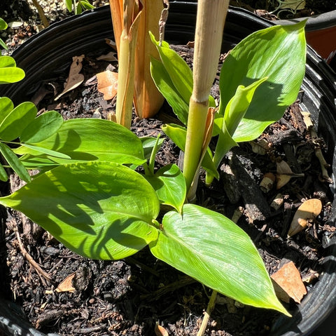 Cardamom Plant | Elettaria cardamommum | Florida Friendly Edible Plant - Paradise Found Nursery