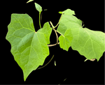 Climbing Hempvine | Mikania scandens | Florida Native Pollinator Vine - Paradise Found Nursery