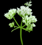 Climbing Hempvine | Mikania scandens | Florida Native Pollinator Vine - Paradise Found Nursery