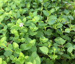 Brown’s Savory | Clinopodium brownei | Florida Native Wetland Ground Cover