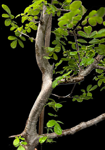 Commiphora mildbraedii | Specimen Myrrh Tree