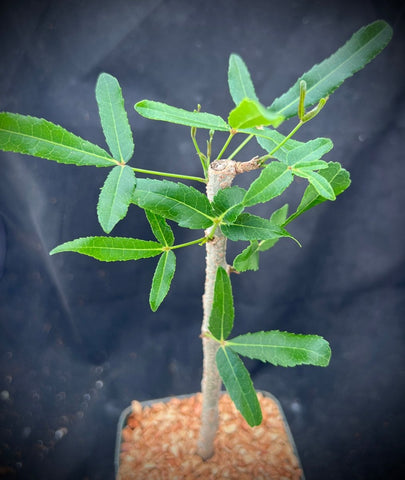 Commiphora lamii Madagascar myrrha tree Bonsai - Paradise Found Nursery