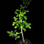 Commiphora mildbraedii 1 gallon Myrrha Tree Bonsai - Paradise Found Nursery