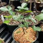 Commiphora neglecta Bonsai Myrrha Tree 1 gallon - Paradise Found Nursery