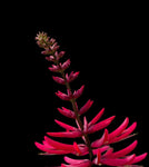 Coral Bean Tree | Erythrina herbacea | Cherokee Bean Florida Native Tree - Paradise Found Nursery