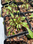 Coreopsis leavenworthii | Leavenworth's Tickseed | Florida Native Pollinator & Wildflower - Paradise Found Nursery