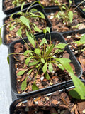 Coreopsis leavenworthii | Leavenworth's Tickseed | Florida Native Pollinator & Wildflower - Paradise Found Nursery