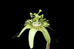 Corky Stem Passion Vine | Passiflora suberosa | Florida Native Pollinator Plant - Paradise Found Nursery