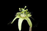 Corky Stem Passion Vine | Passiflora suberosa | Florida Native Pollinator Plant - Paradise Found Nursery