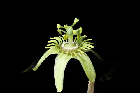 Corky Stem Passion Vine | Passiflora suberosa | Florida Native Pollinator Plant - Paradise Found Nursery