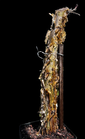 Commiphora pseudopaolii | Rare Myrrh Tree | LIGHTLY ROOTED Cutting