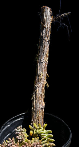Commiphora pseudopaolii | Rare Myrrh Tree | Exact Specimen 1