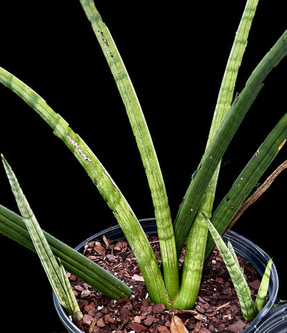Sansevieria cylindrica Platinum | Exact Stock Plant | 3 Gallon