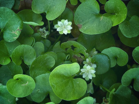 Carolina Ponysfoot| Dichondria caroliniensis | Florida Native Groundcover ~ Lawn Alternative
