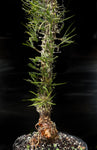 Didierea madagascarensis Exact Specimen 2 gallon - Madagascar Spiny Forest