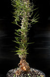 Didierea madagascarensis Exact Specimen 2 gallon - Madagascar Spiny Forest