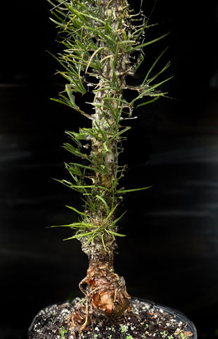 Didierea madagascarensis Exact Specimen 2 gallon - Madagascar Spiny Forest