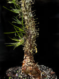 Didierea madagascarensis Exact Specimen 2 gallon - Madagascar Spiny Forest