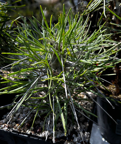 Didierea madagascarensis | Lightly Rooted Top Cutting - Madagascar Spiny Forest