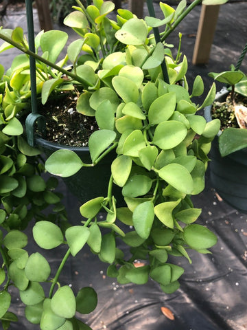 Dischidia oiantha ‘Geri’ - Paradise Found Nursery