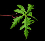 Alamo Vine Distimake dissectus leaf