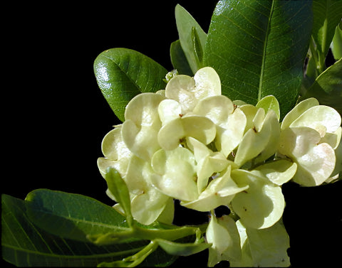 Florida Varnishleaf | Dodonaea viscosa | Florida Native Tree
