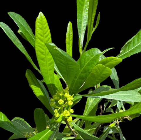 Small Fruited Varnishleaf | Dodonaea elaeagnoides | RARE ENDANGERED Florida Native Tree