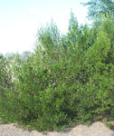 Florida Varnishleaf | Dodonaea viscosa | Florida Native Tree