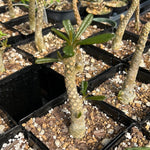 Dorstenia gigas Rooted Cutting Socotra Fig Caudex Plant - Paradise Found Nursery