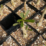 Dorstenia gigas Rooted Cutting Socotra Fig Caudex Plant - Paradise Found Nursery