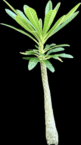 Dorstenia gigas | Rooted Cutting | Socotra Fig | Exact Plant - Paradise Found Nursery