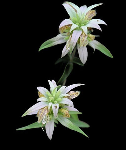 Dotted Horsemint | Monarda punctata | Florida Native Pollinator Plant - Paradise Found Nursery