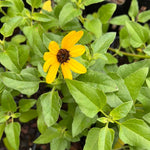 Dwarf West Dune Sunflower Helianthus debilis vestitus - Paradise Found Nursery