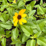 Dwarf West Dune Sunflower Helianthus debilis vestitus - Paradise Found Nursery