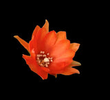 Echinopsis chamaecereus (Peanut Cactus) Dwarf ‘Gummy Worms’ - Paradise Found Nursery