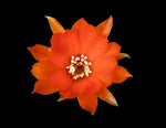 Echinopsis chamaecereus (Peanut Cactus) Dwarf ‘Gummy Worms’ - Paradise Found Nursery
