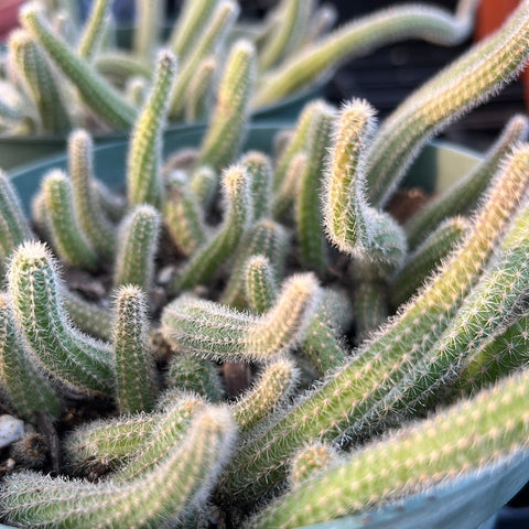 Echinopsis chamaecereus (Peanut Cactus) Dwarf ‘Gummy Worms’ - Paradise Found Nursery