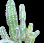 Echinopsis chamaecereus Variegated - Paradise Found Nursery