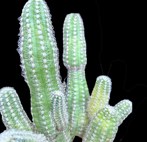 Echinopsis chamaecereus Variegated - Paradise Found Nursery