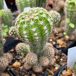 Echinopsis oxygona 4" Dwarf easter lily cactus - Paradise Found Nursery