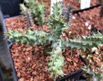 Edithcolea grandis | Persian Carpet Flower | Rare Asclepiad - Paradise Found Nursery