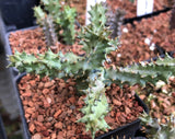 Edithcolea grandis | Persian Carpet Flower | Rare Asclepiad - Paradise Found Nursery